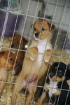 COLLIE MIX PUPS