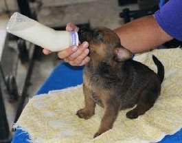 4 ROTTI/CHOC. LAB PUPS