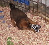 4 ROTTI/CHOC. LAB PUPS