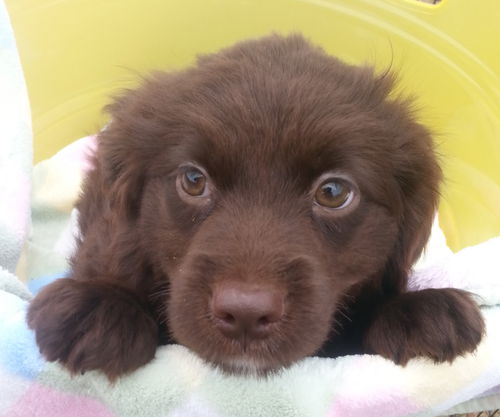 Cocoa Puff, PENDING ADOPTION
