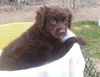 Cocoa Puff, PENDING ADOPTION
