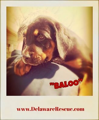Baloo Pending Adoption