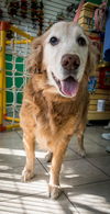 Duchess 775