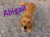 Abigail 826