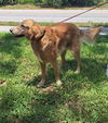 Swayze 1181