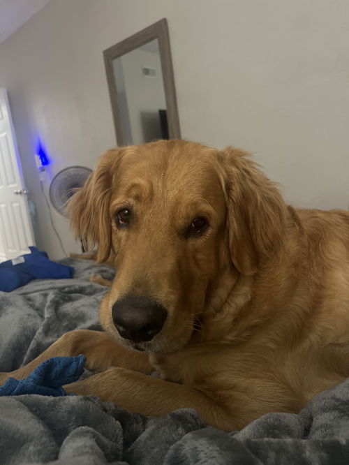 Bruno 1217