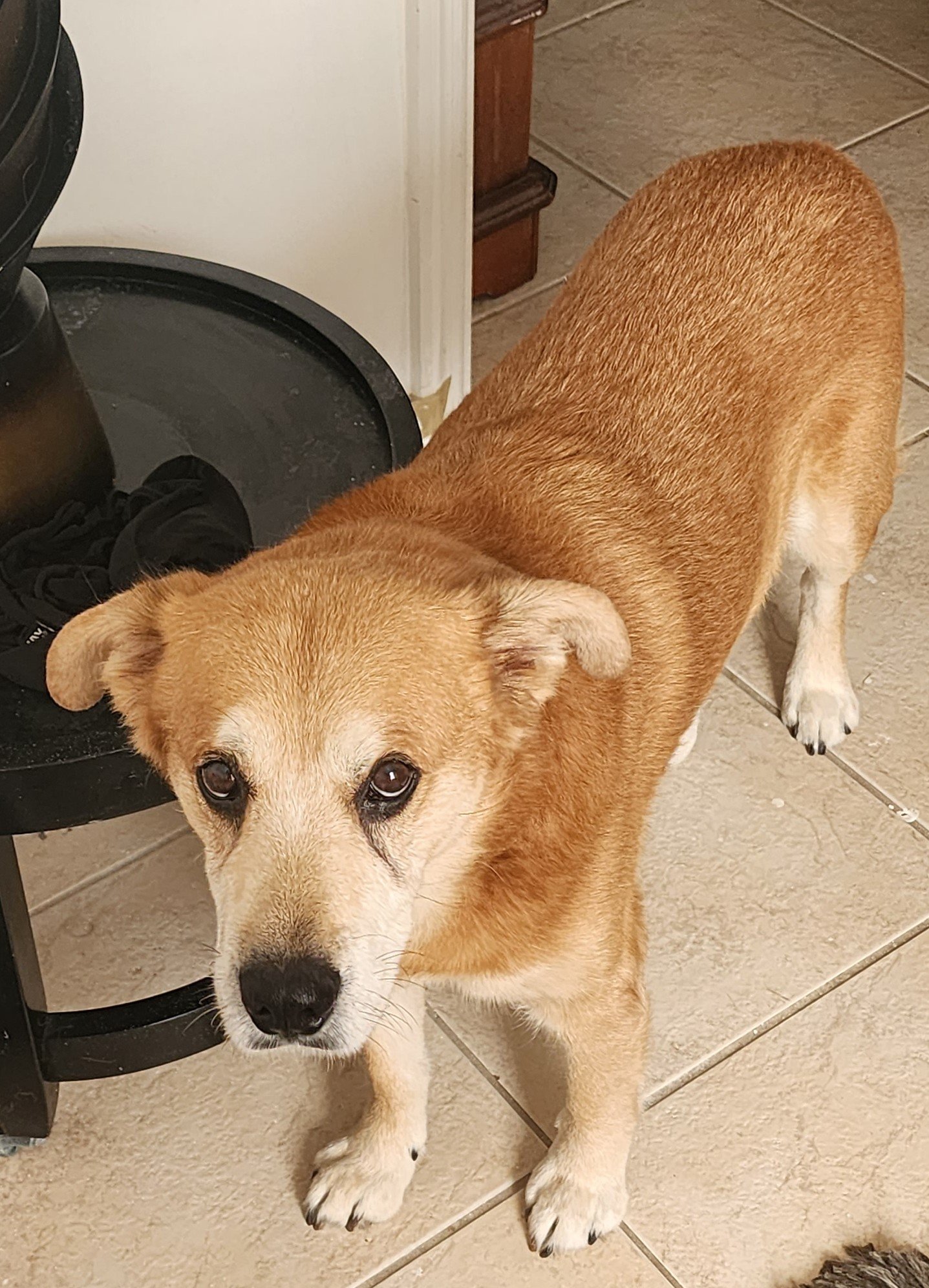 adoptable Dog in Bonita Springs, FL named Benji 1225