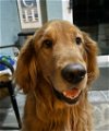 adoptable Dog in naples, FL named Connor 1229