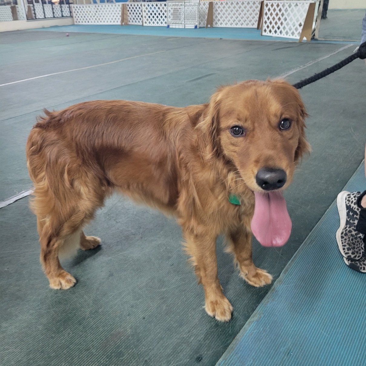 adoptable Dog in Venice, FL named Ace 1260