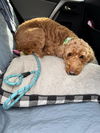 Toby 1351