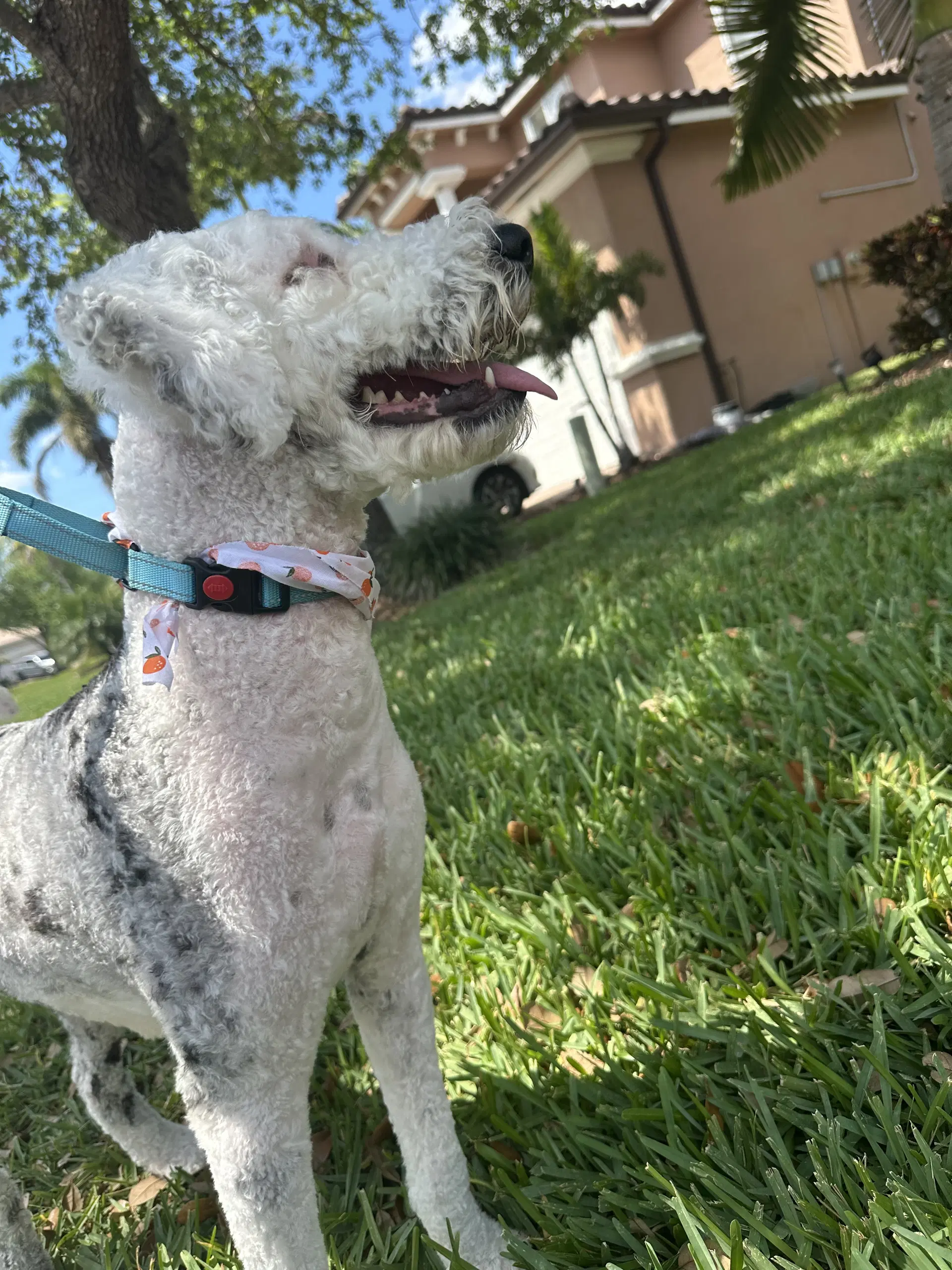 Poochie image 3