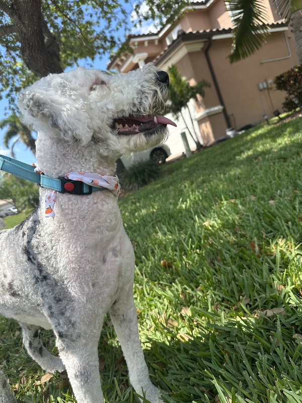 Poochie 1366