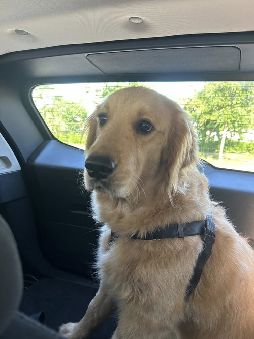 Sky 1399, an adoptable Golden Retriever in Bonita Springs, FL