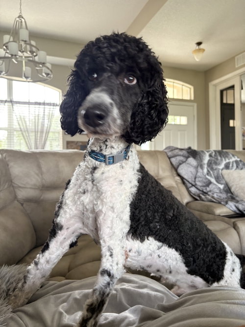 Ducky 1501, an adoptable Poodle in Bonita Springs, FL
