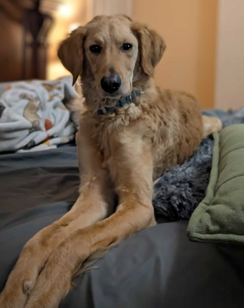 Titan 1506, an adoptable Golden Retriever in Bonita Springs, FL