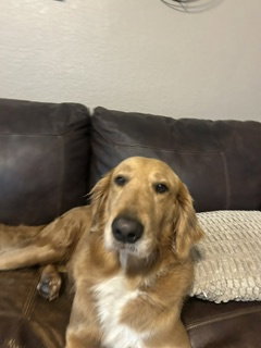 Chester 1516, an adoptable Golden Retriever in Bonita Springs, FL