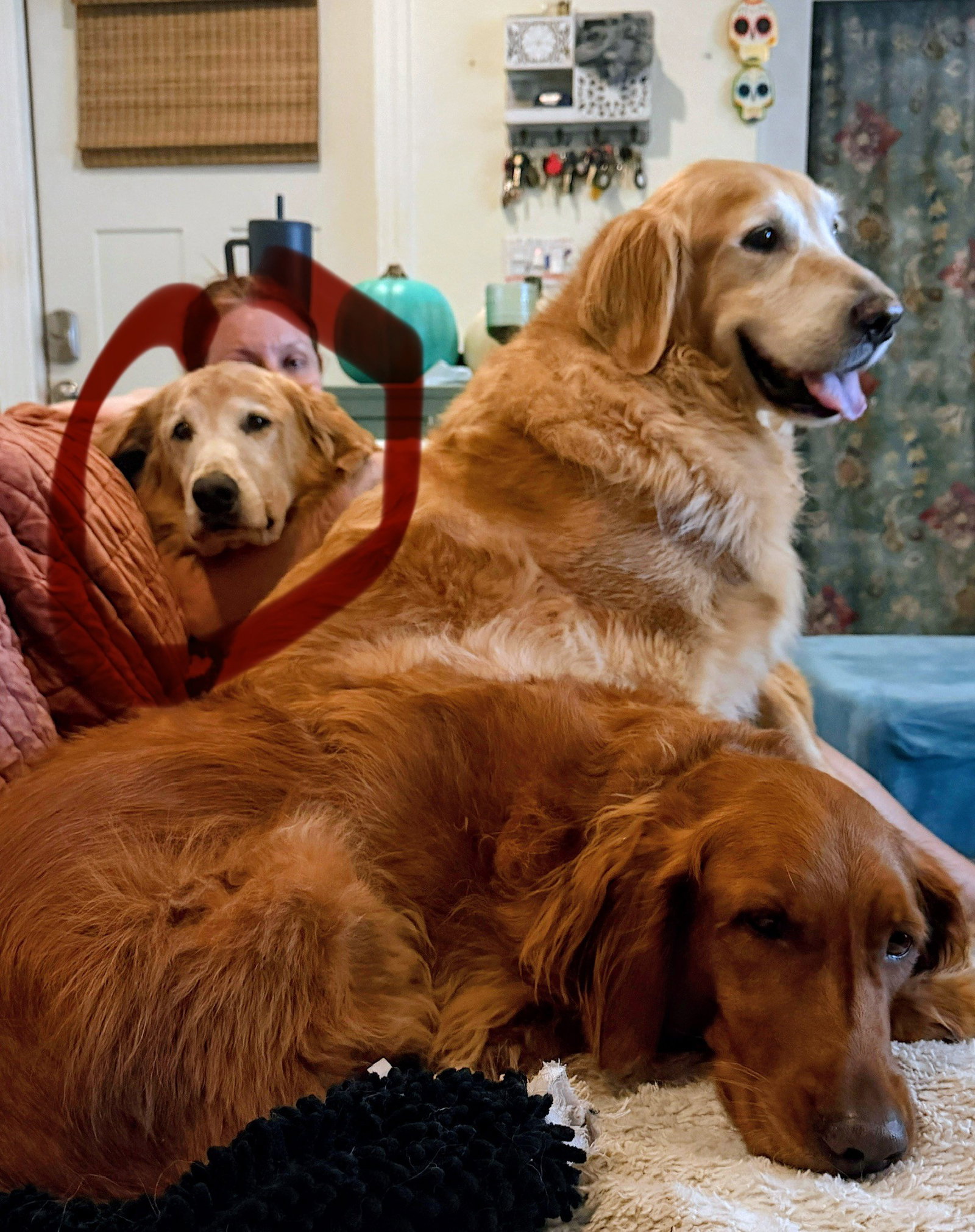 Nike 1524, Golden Retriever