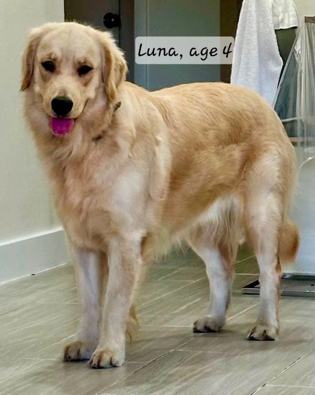 Luna Golden image 1