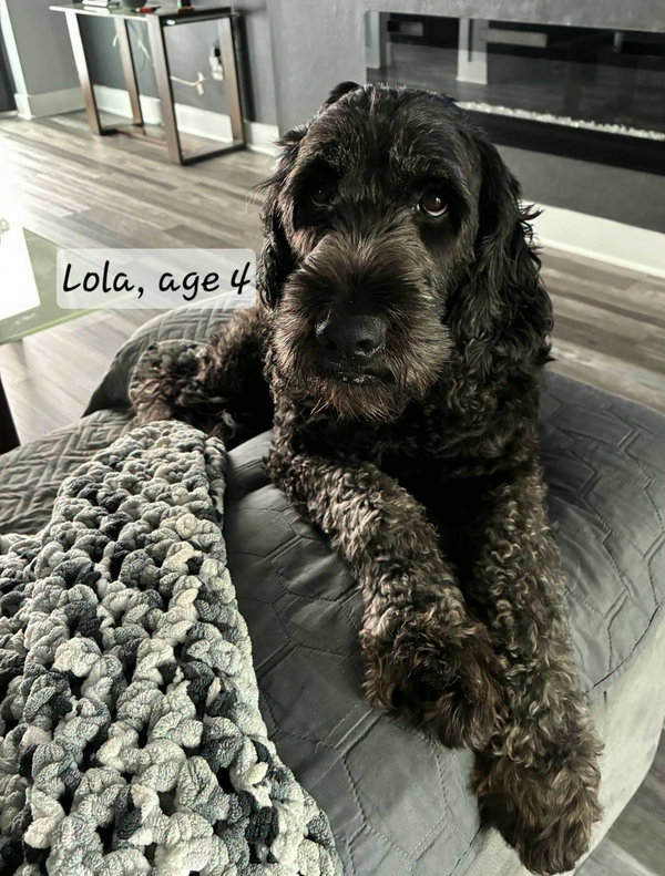 Lola 1531