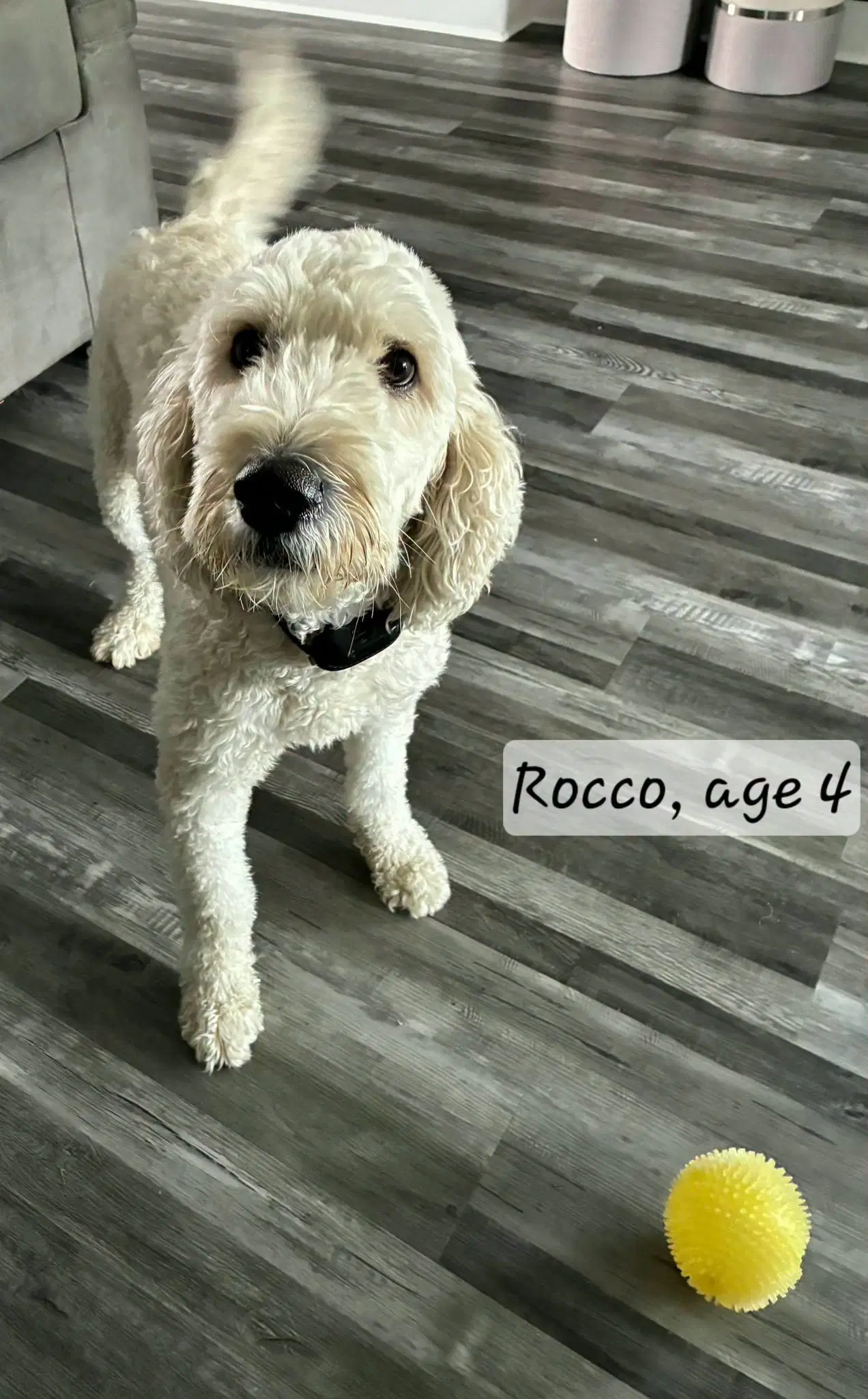 Rocco image 1