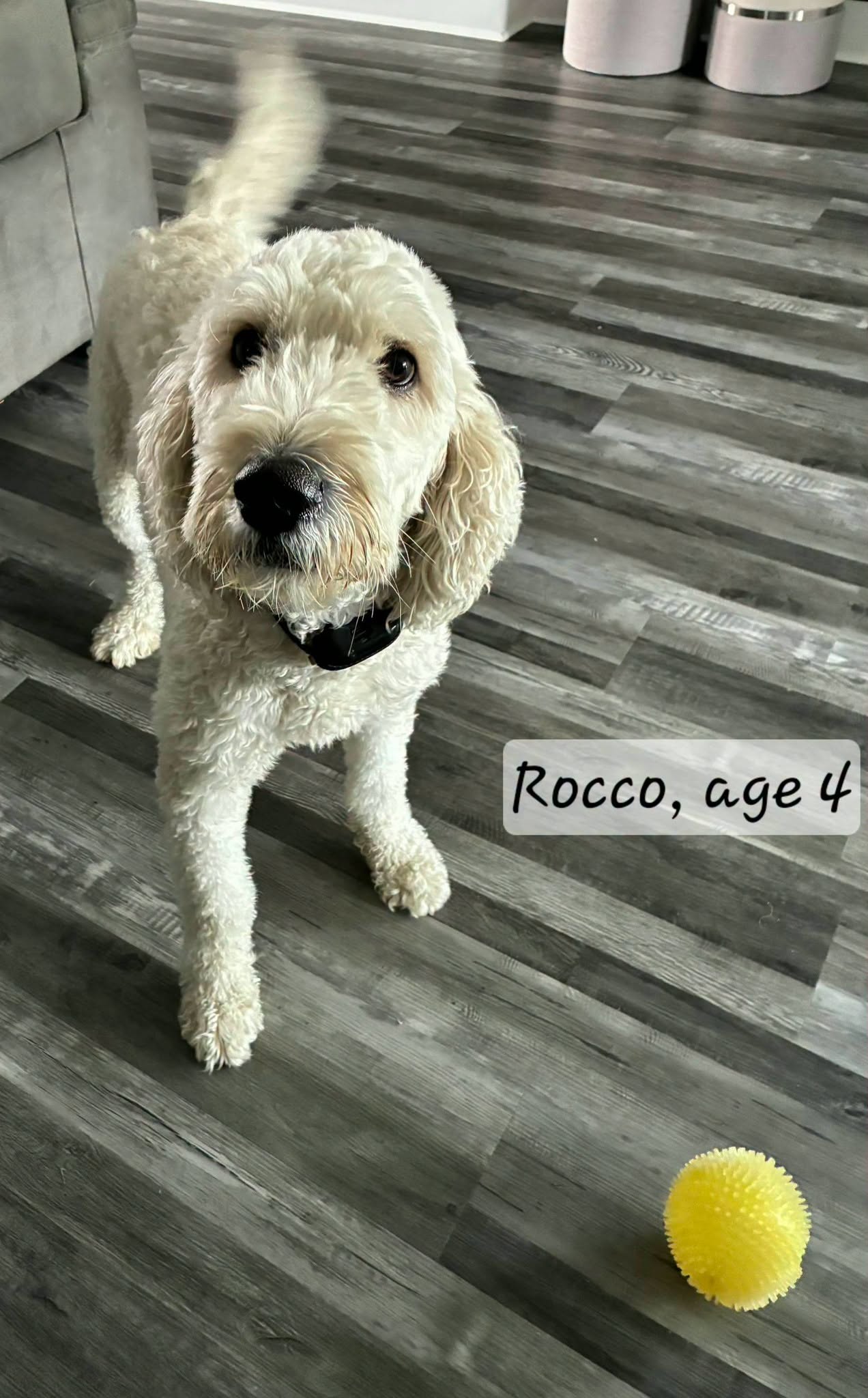 Rocco