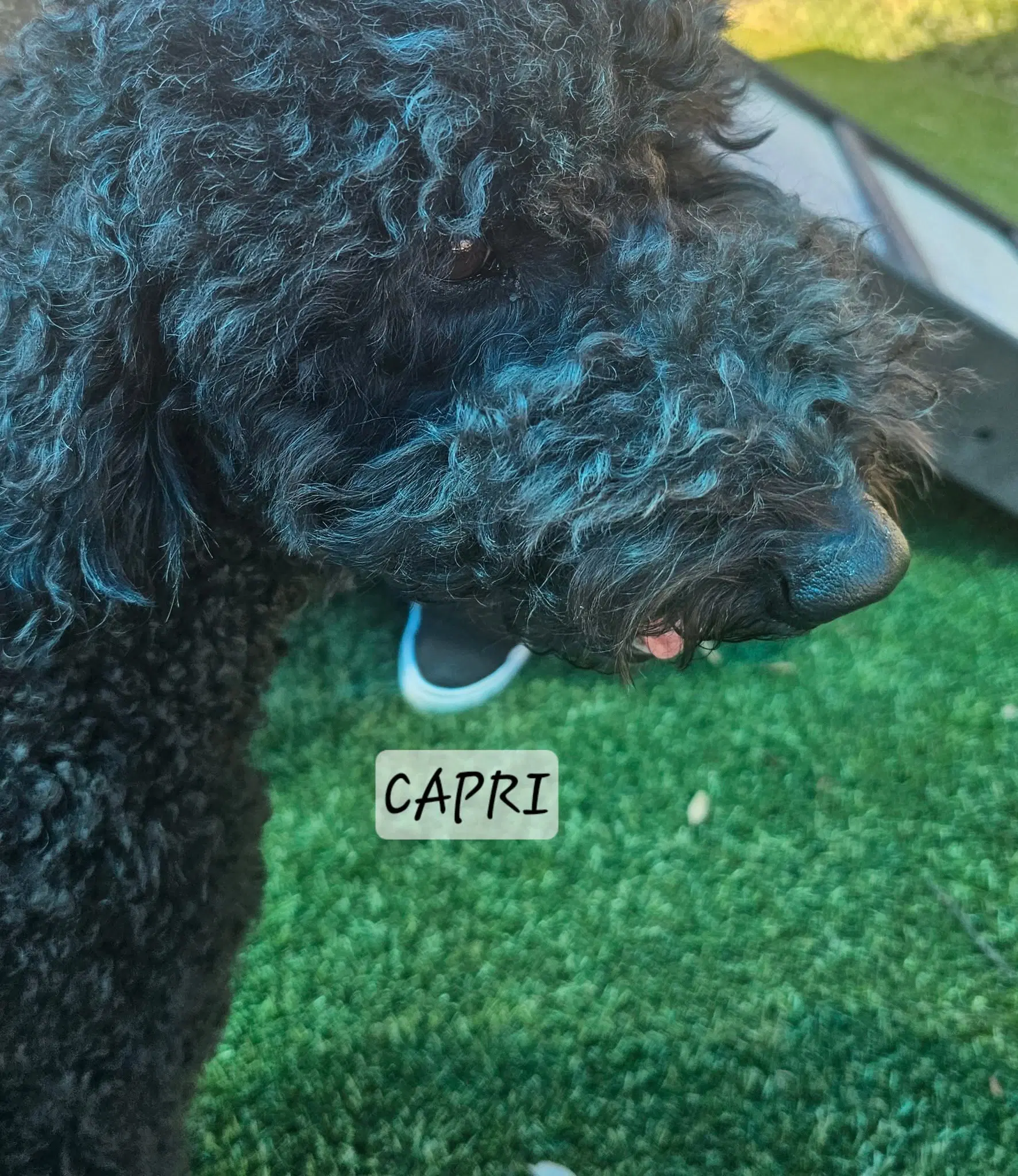 Capri - Doodle