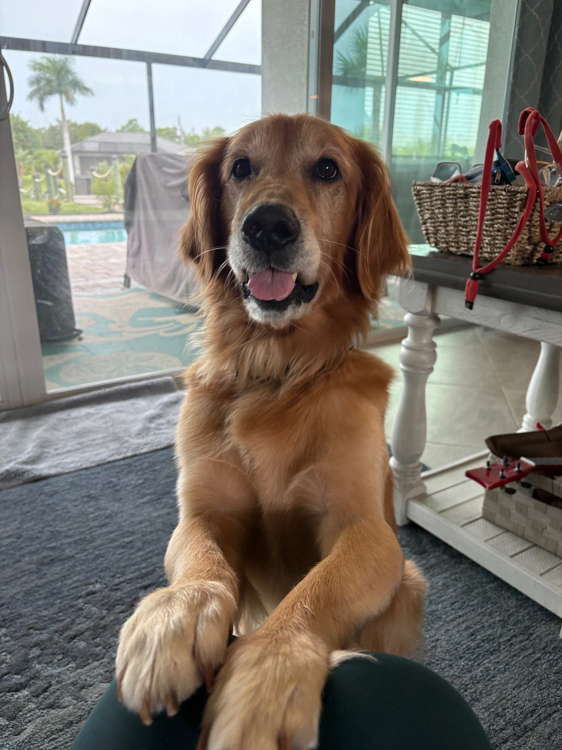 Simba