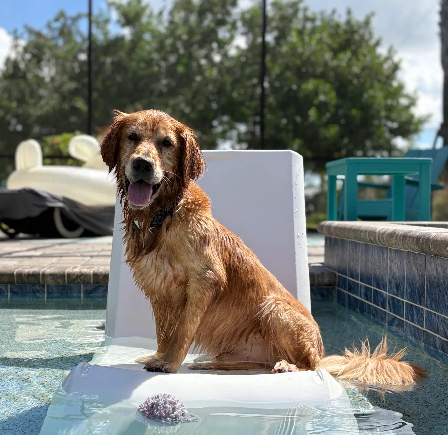 Simba image 2