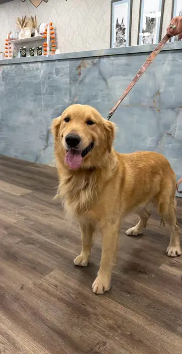 Sammy - Golden Retriever