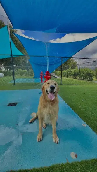 Sammy image 2