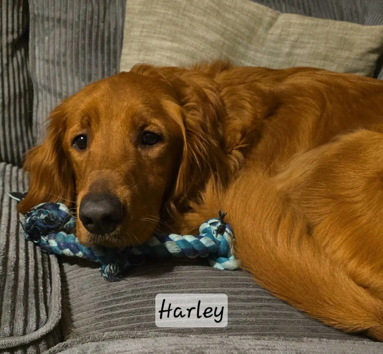 Harley image 1