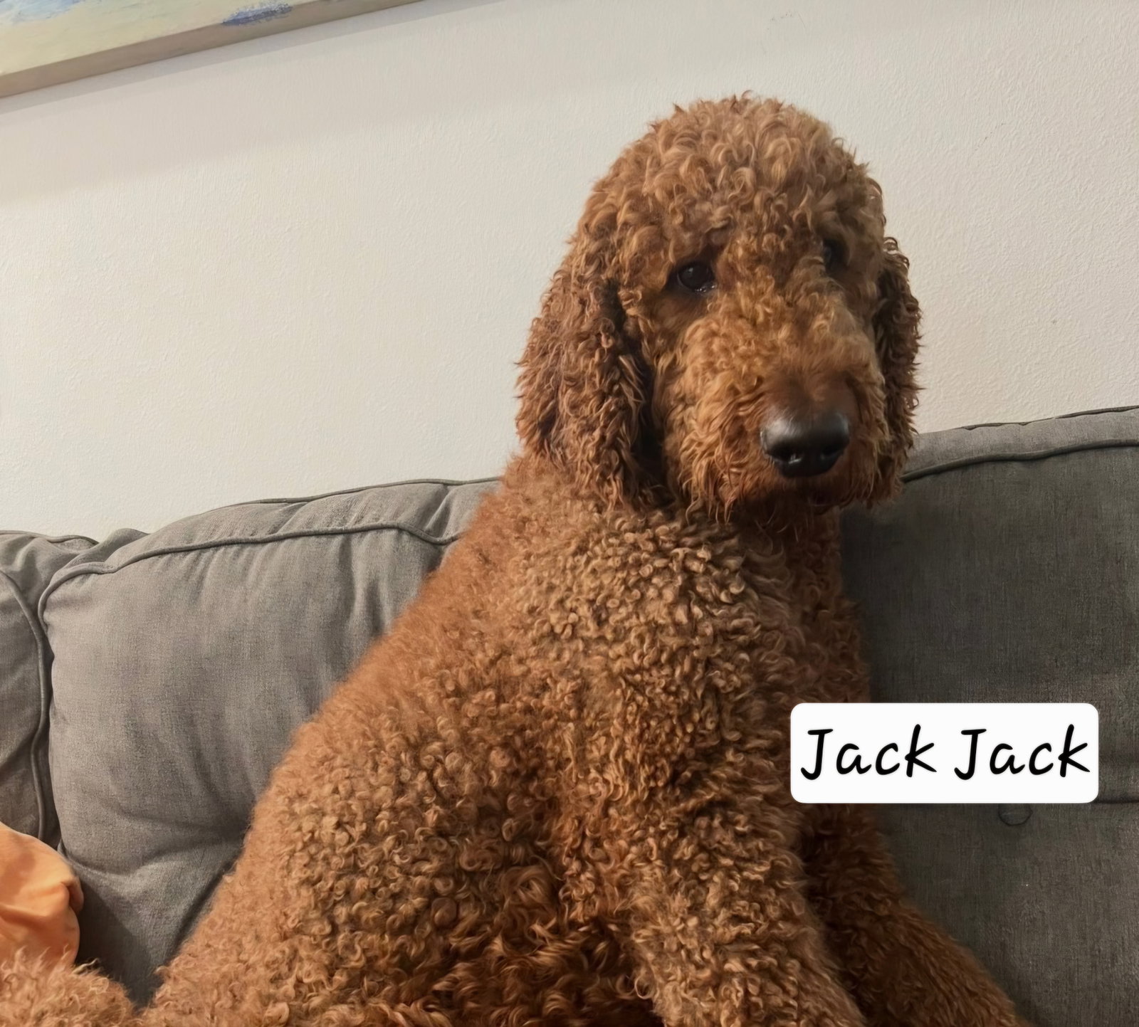 Jack 1560, photo 2