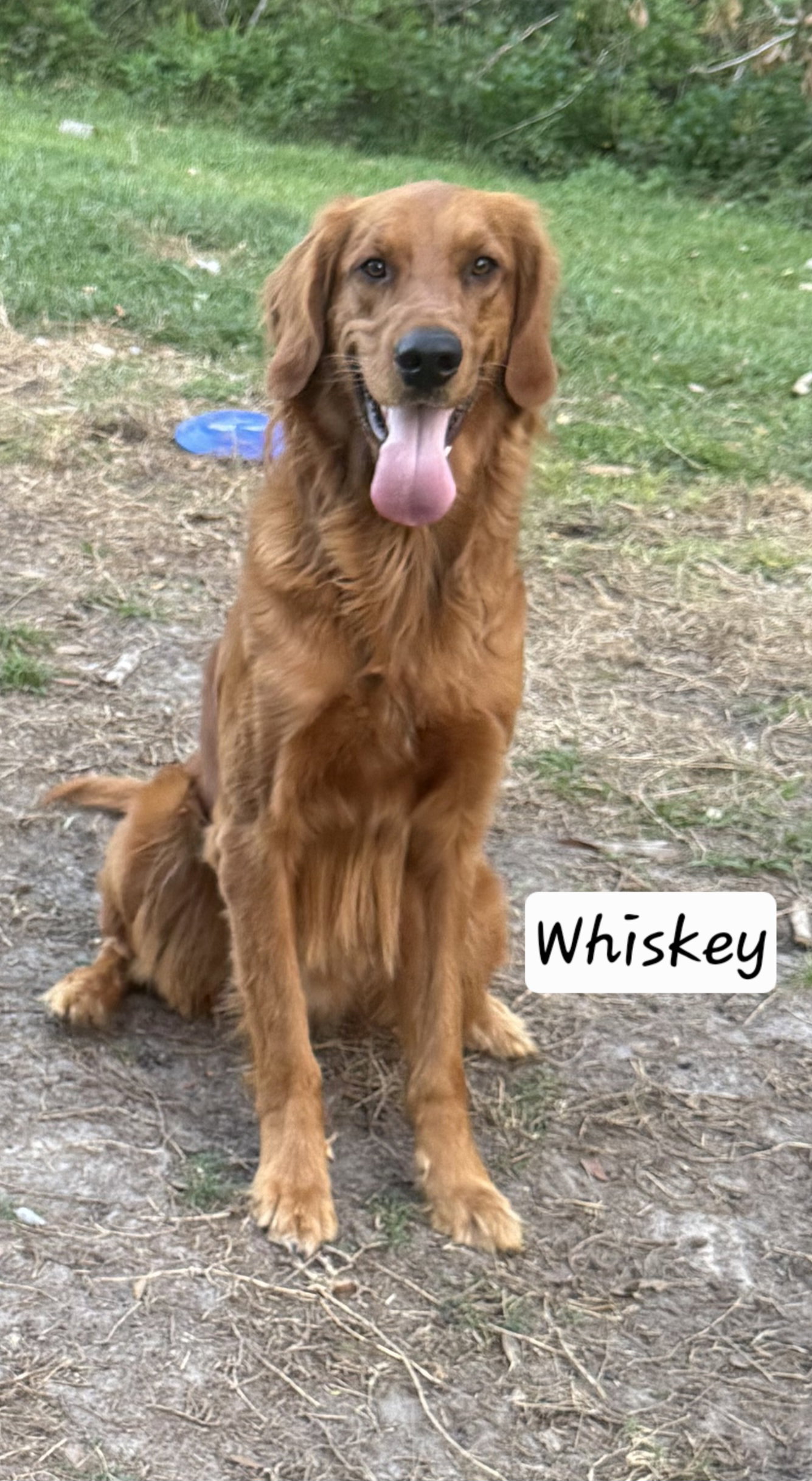 Whiskey 1561, photo 2