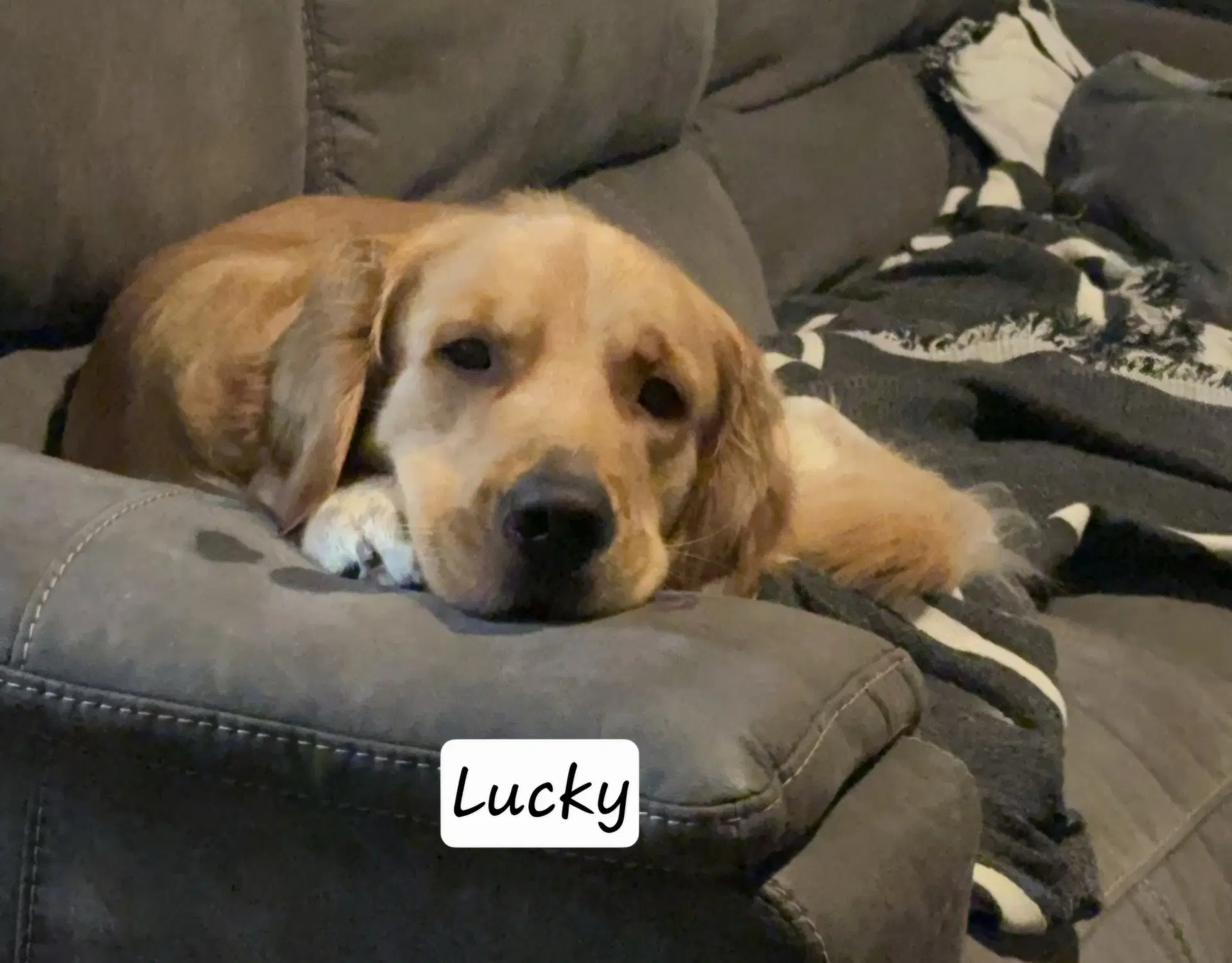 Lucky - Golden Retriever