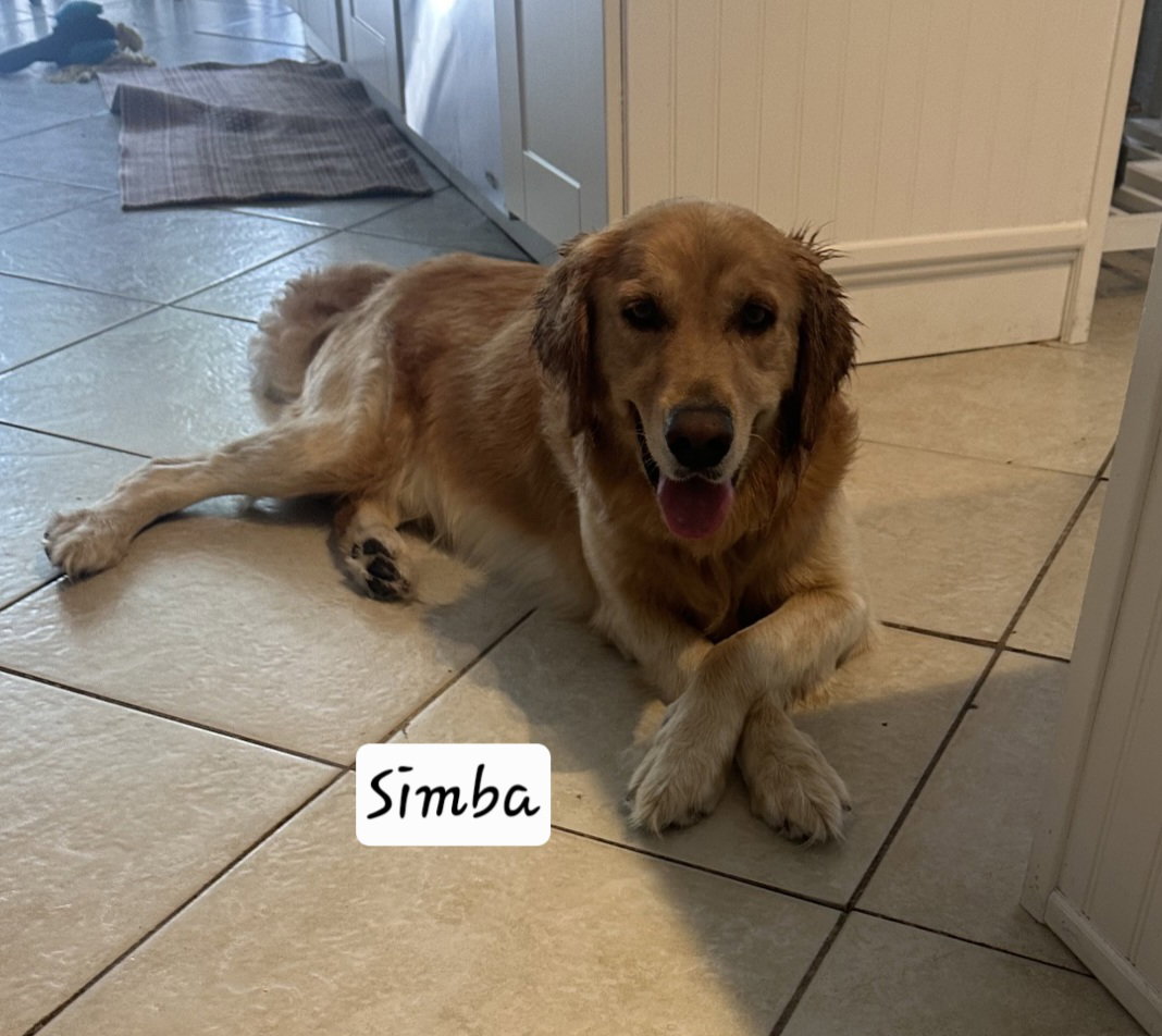 Simba 1563