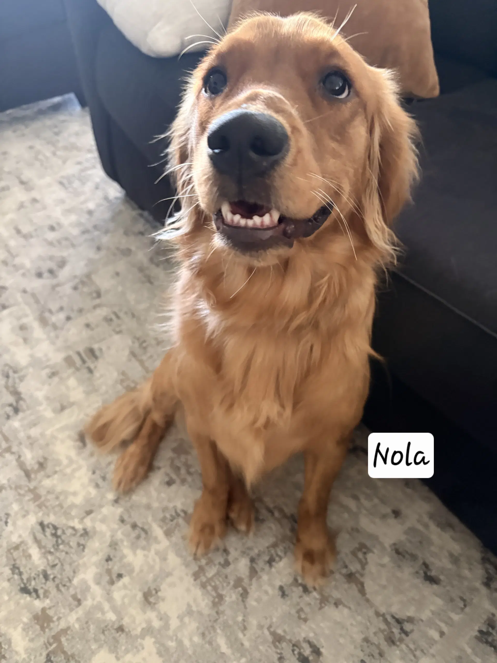 Nola - Golden Retriever