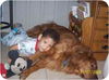 Doozer