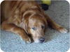Doozer