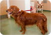Rusty 016