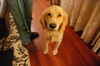 Duke