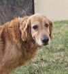 Rusty (Remy)