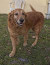 Rusty (Remy)