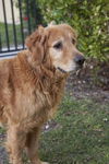 Rusty (Remy)