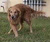 Rusty (Remy)