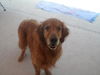 Rusty (Remy)