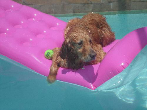 Rusty (Remy)