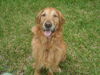 Rusty (Remy)