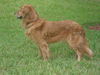 Rusty (Remy)