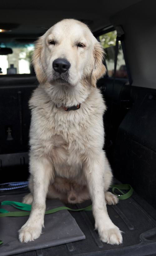 Logan II (Marley II)