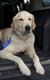 Logan II (Marley II)
